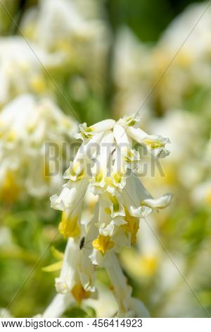 Pale Corydalis (pseudofumaria Alba) Flowers