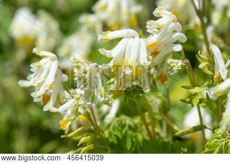 Pale Corydalis (pseudofumaria Alba) Flowers