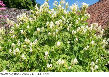 Pale Corydalis (pseudofumaria Alba) Flowers