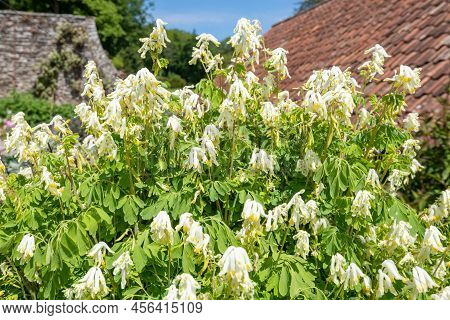 Pale Corydalis (pseudofumaria Alba) Flowers