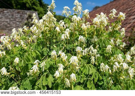 Pale Corydalis (pseudofumaria Alba) Flowers