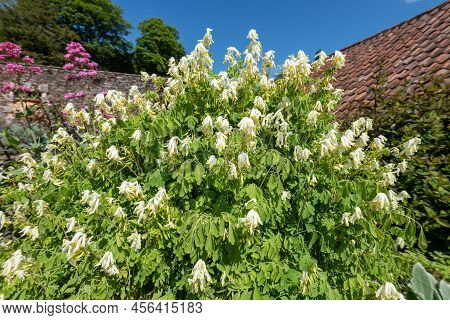 Pale Corydalis (pseudofumaria Alba) Flowers