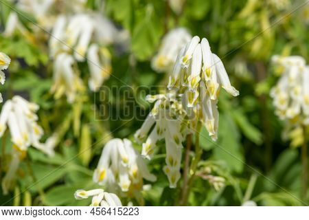 Pale Corydalis (pseudofumaria Alba) Flowers