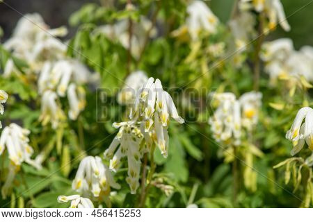 Pale Corydalis (pseudofumaria Alba) Flowers