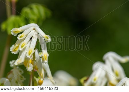 Pale Corydalis (pseudofumaria Alba) Flowers