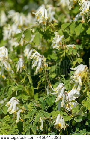 Close Up Of Pale Corydalis (pseudofumaria Alba) Flowers In Bloom