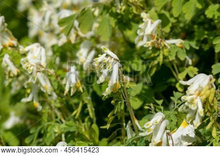 Close Up Of Pale Corydalis (pseudofumaria Alba) Flowers In Bloom