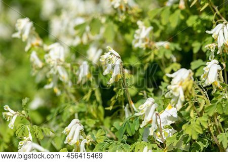 Close Up Of Pale Corydalis (pseudofumaria Alba) Flowers In Bloom