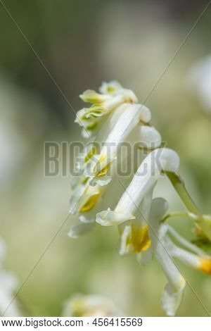 Pale Corydalis (pseudofumaria Alba) Flowers