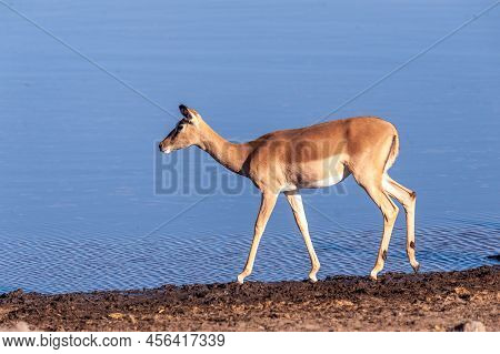 One Impala -aepyceros Melampus- Walking In Front Of A Waterhole In Etosha National Park, Namibia.