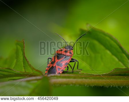 A Black Red Cabbage Bug (eurydema Ventralis) Sitting On A Leaf, Sunny Day In Springtime, Vienna (aus