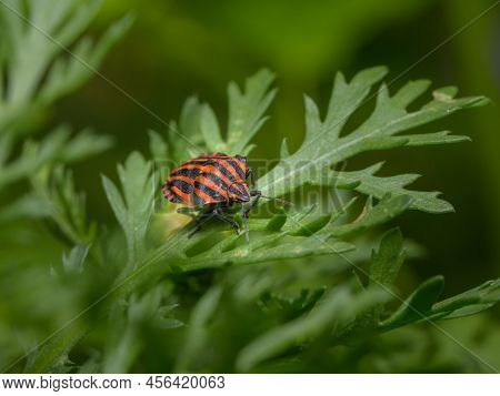 A Striped Bug (graphosoma Italicum, Pentatomidae) Sitting On A Green Leaf, Sunny Day In Springtime, 