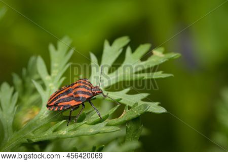 A Striped Bug (graphosoma Italicum, Pentatomidae) Sitting On A Green Leaf, Sunny Day In Springtime, 