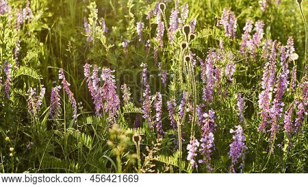 Floral Natural Panoramic Banner. Lilac Wildflowers In A Beautiful Sunset Light Close-up. Forest Flow