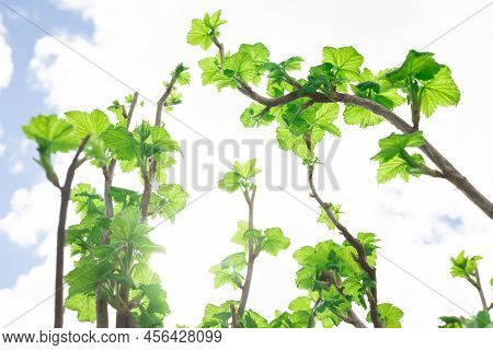 Raspberry Branches Without Berries Close-up With A View From Below Against The Blue Sky.