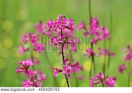 Purple Flowers Of Viscaria Vulgaris In Green Grass. Summer Meadow With Wildflowers Of Sticky Catchfl