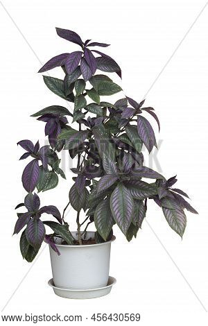 Purple Leaf Of Persian Shield Or Strobilanthes Dyerianus Mast Growing In Plastic Pot Isolated On Whi