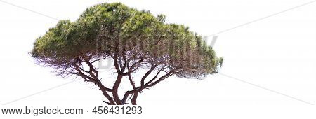 Evergreen Pine Tree With Bare Trunk Background. Environmental Protection Concept