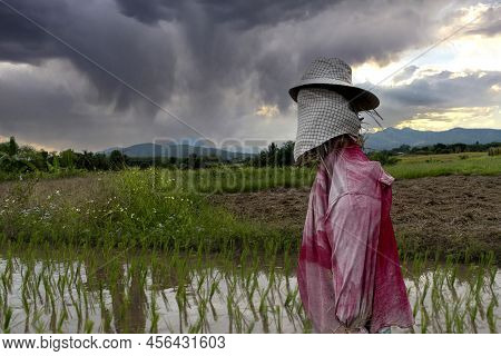 Scarecrow Strawman In The Rice Field In Asia