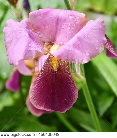 Flower Purple Bearded Iris Or Iris Germanica (latin Iris Germanica) After Rain