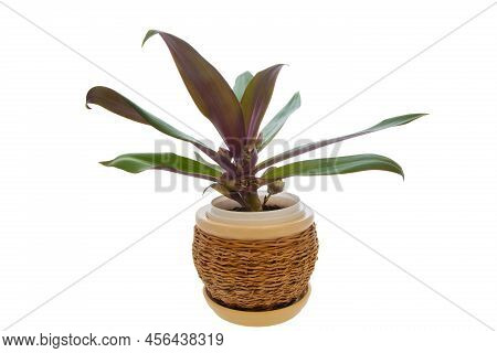 Picture Of Houseplant Rhoeo Discolor In Pot Isolated On White Background