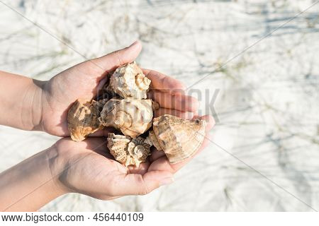 Female Hands Holding Sea Shells, Seashells On A Background Of White Sand, The Shore Of A Summer Beac