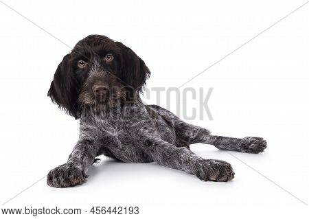 Young Brown And White German Wirehaired Pointer Dog Pup, Laying Down. Looking Straight To Camera. Is