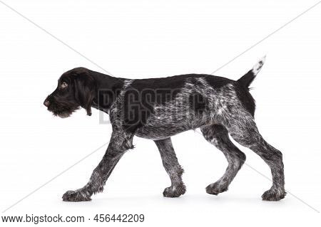 Young Brown And White German Wirehaired Pointer Dog Pup, Walking Side Ways. Looking Straight To Came