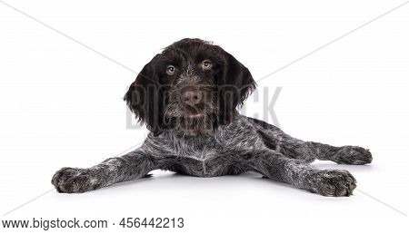 Young Brown And White German Wirehaired Pointer Dog Pup, Laying Down With Paws Spread Like Bambi On 