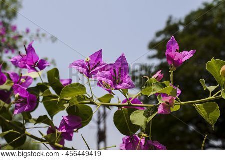 Beautiful Dark Pink Bright Bouganvillea Flowers Bunch Tree . Also Known As Paperflowers Blooming In 