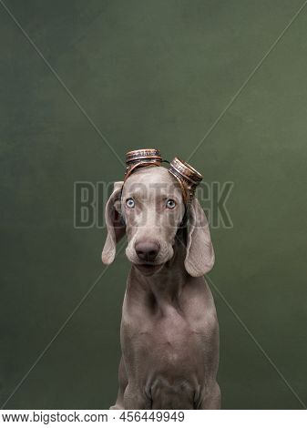 Weimaraner Puppy In Steampunk Goggles. Funny Dog In The Studio