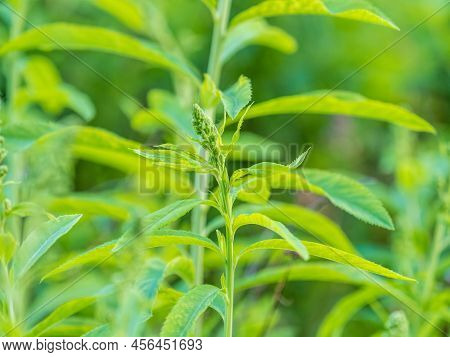 Young Plants With Green Fresh Shoots Of Spiraea Salicifolia, Or Bridewort, Willowleaf Meadowsweet
