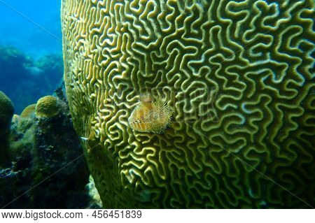 Polychaete Christmas Tree Worm Or Spiral-gilled Tubeworm (spirobranchus Giganteus) And Symmetrical B