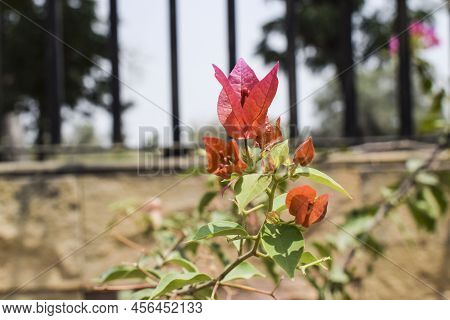 Beautiful Dark Orange Peach Color Shade Bright Bouganvillea Flowers Bunch Tree . Also Known As Paper