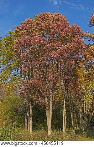Oak Tree In The Red Colors Of Fall In The Crabtree Nature Preserve In Illinois
