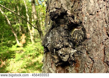 Close Up Of The Fungus Inonotus Obliquus Erupting From The Trunk Of A Pine Tree, Also Known As Chaga