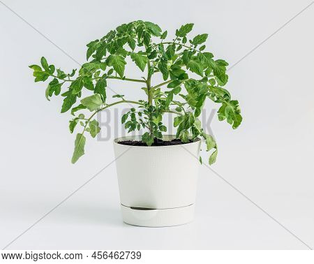 Tomato Bush In A Flower Pot On A White Background.. Cherry Tomatoes Grown At Home. Urban Garden.