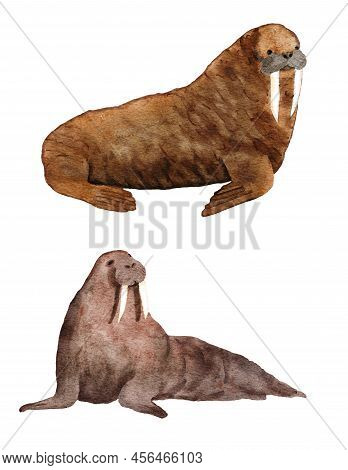 Watercolor Hadn Drawn Illustration Of Atlantic Walrus, Endangered Sea Ocean Species. Marine Mammal W