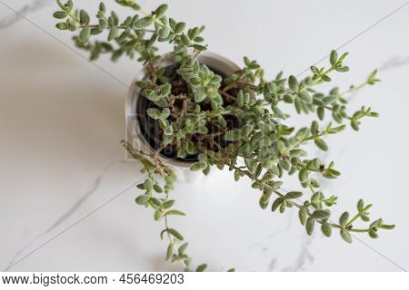 Pickle Plant Or Delosperma Echinatum Succulent High Angle View