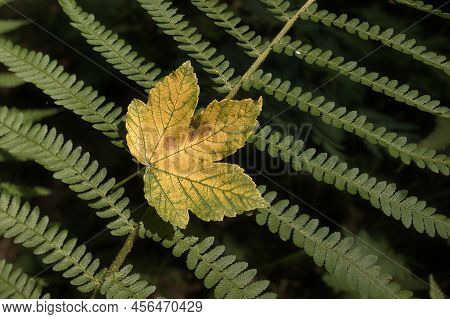 Yellow Leaf On Fern