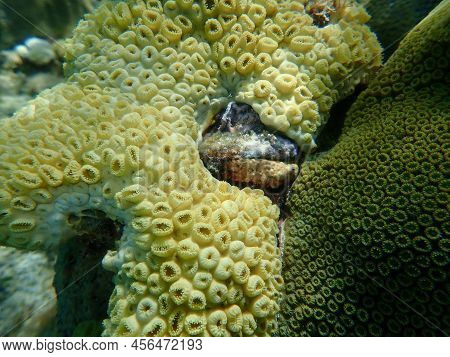 Encrusting Colonial Anemone (palythoa Caribaeorum), American Thorny Oyster (spondylus Americanus) An