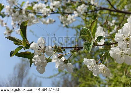 Fresh Green Leaves And White Flowers Of Cherry Tree Against Blue Sky In April
