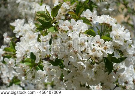 Numerous White Flowers Of Cherry Tree In April