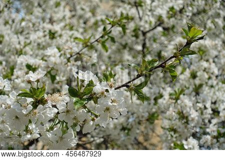 Plenty Of White Flowers Of Blossoming Cherry Tree In April