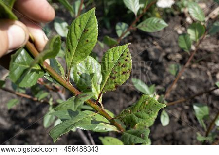 Symptom Of Fungal Disease Is Hole Spotting On Cherry Leaves. Disease Of Stone Fruit Crops Of Claster
