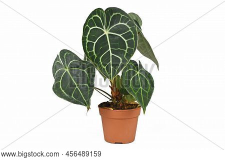Tropical Houseplant With Botanic Name 'anthurium Clarinervium' In Pot On White Background