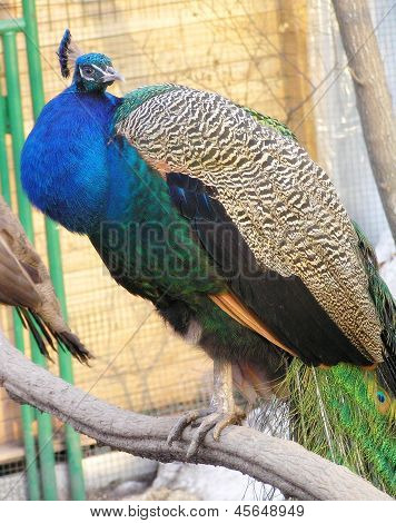 Paon en Kok Tobe Zoo