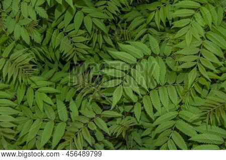 Beautiful Leaves Of The Sorbaria Sorbifolia Against Background. Green Leaves Of The Wild Ash In Summ
