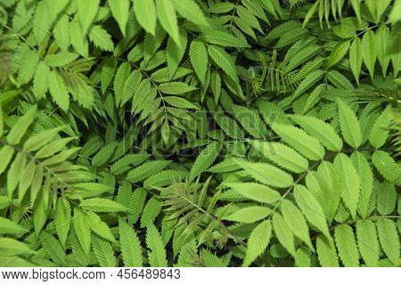 Beautiful Leaves Of The Sorbaria Sorbifolia Against Background. Green Leaves Of The Wild Ash In Summ