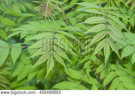 Blurry Green Leaves Of The Wild Ash In Summer. Beautiful Leaves Of The Sorbaria Sorbifolia Against B